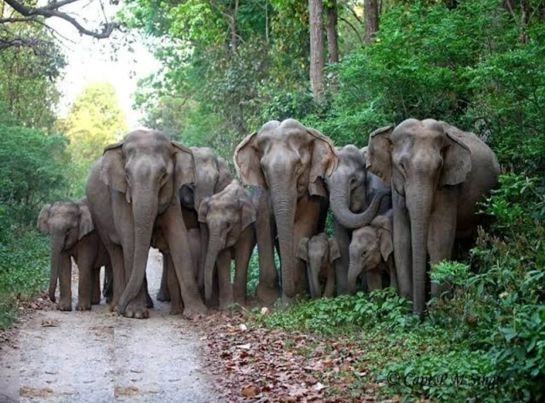 कोटद्वार-भाबर क्षेत्र में हाथियों द्वारा फसलों को नुकसान पहुंचाने पर धीरेंद्र प्रताप ने जताई चिंता