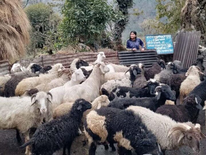 ग्रामोत्थान परियोजना महिलाओं की आजीविका को कर रही है मजबूत, 408 ग्रामीण महिलाएं कर रही स्वरोजगार