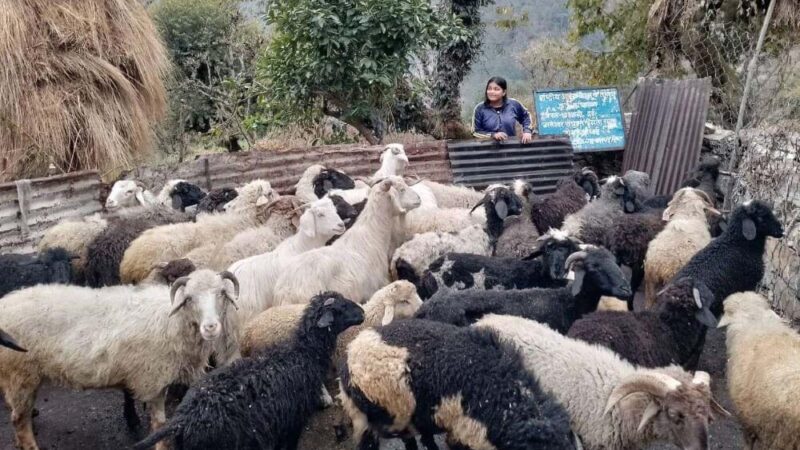 ग्रामोत्थान परियोजना महिलाओं की आजीविका को कर रही है मजबूत, 408 ग्रामीण महिलाएं कर रही स्वरोजगार