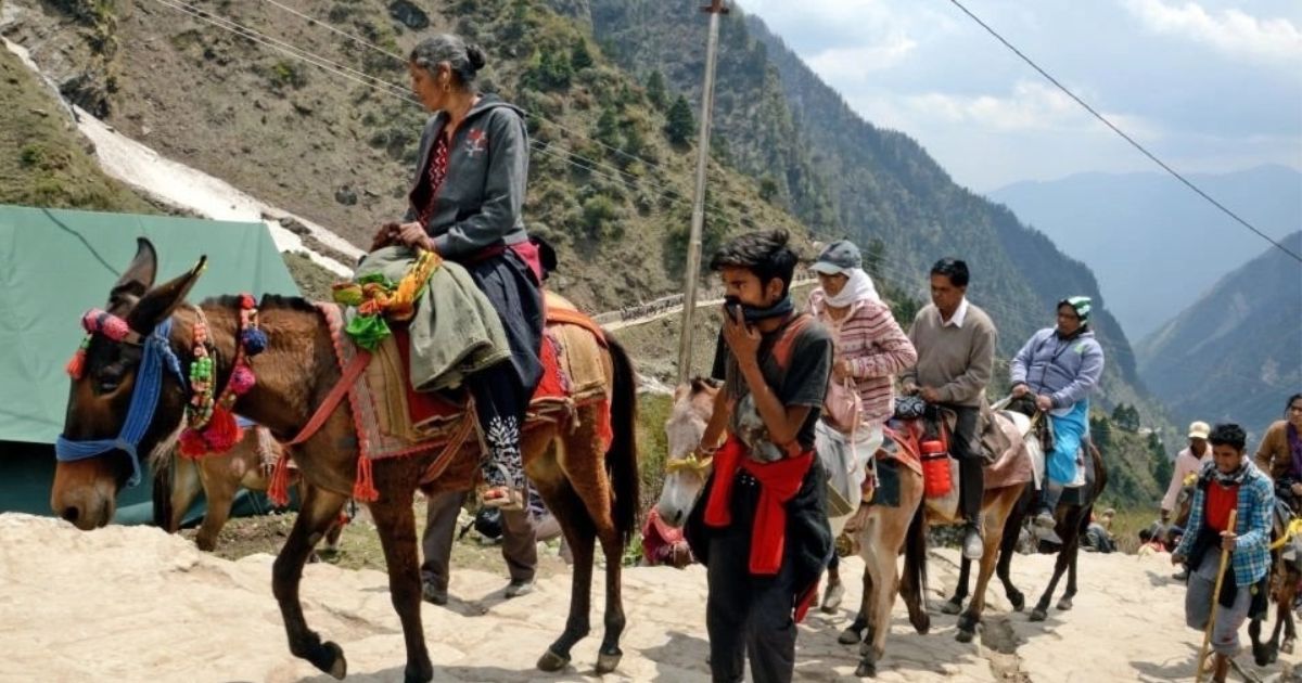 चारधाम यात्रा मार्ग पर सेवा देंगे 4300 से अधिक घोड़ा-खच्चर संचालक