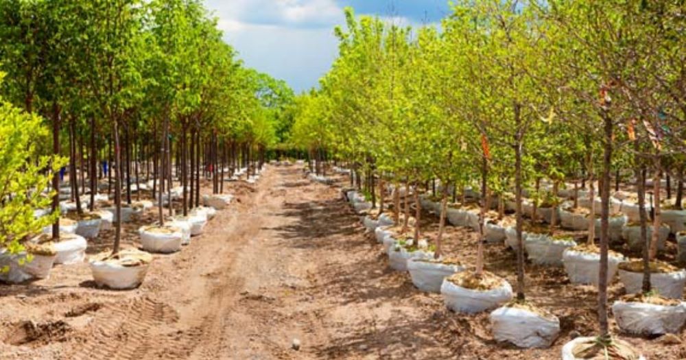 यूपी को हरा-भरा करने के लिए फिर एकजुट हुए विभाग, 35 करोड़ पौधे लगाने का है लक्ष्य