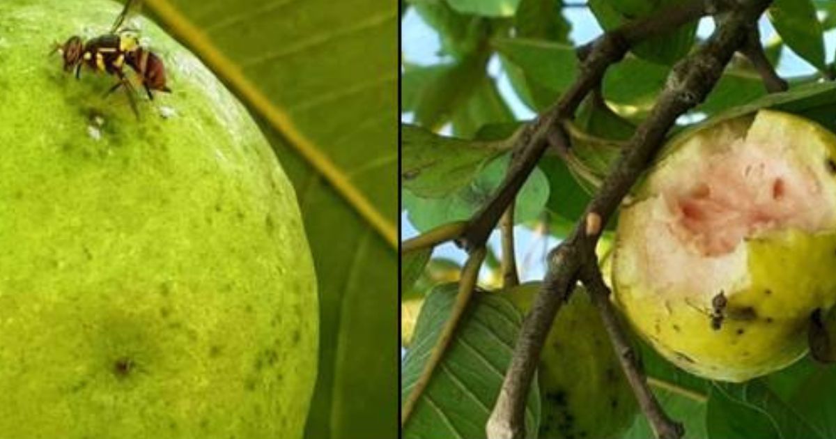 फलों की बर्बादी रोकने के लिए वैज्ञानिकों ने विकसित की एक नई तकनीक