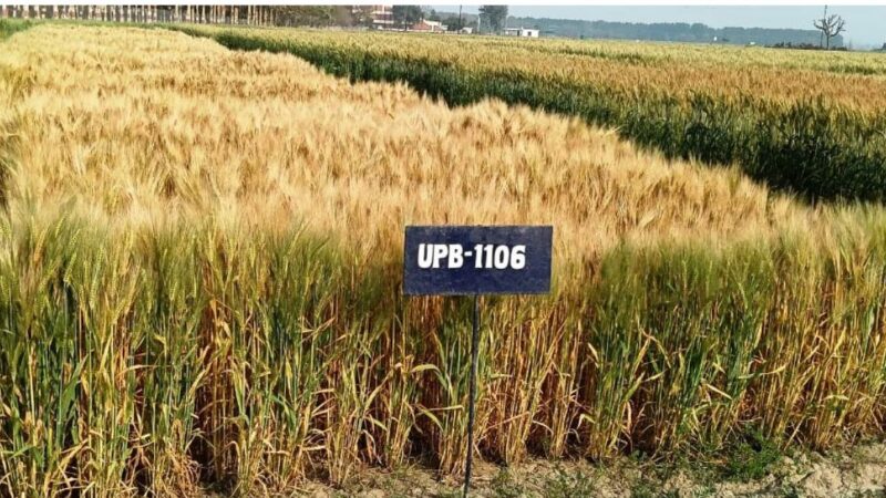 पंत नगर विश्वविद्यालय ने देश के उत्तर पूर्वी राज्यों हेतु जौ की विकसित की नई प्रजाति