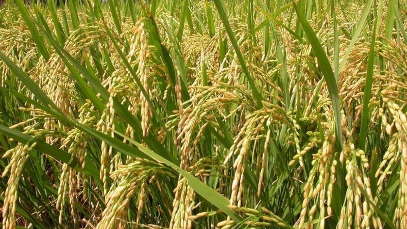देहरादूनी बासमती: एक सुगंधित विरासत का उदय और अवसान