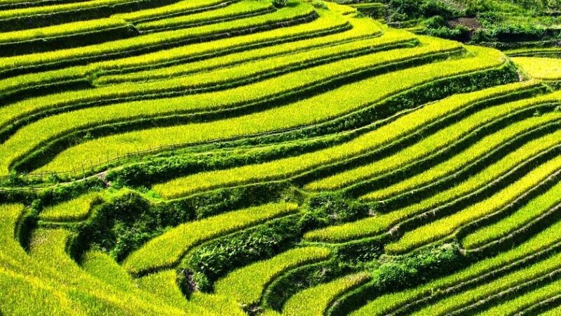 जैविक बनाम प्राकृतिक खेती : एक तुलनात्मक विवेचन
