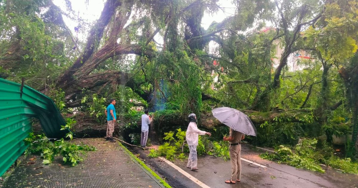 अनारवाला क्षेत्र में पेड़ सड़क पर गिरा, सड़क मार्ग हुआ बंद