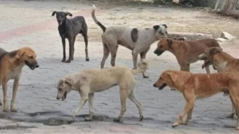 आवारा कुत्तों की समस्या अब सुप्रीम कोर्ट के दरवाज़े पर