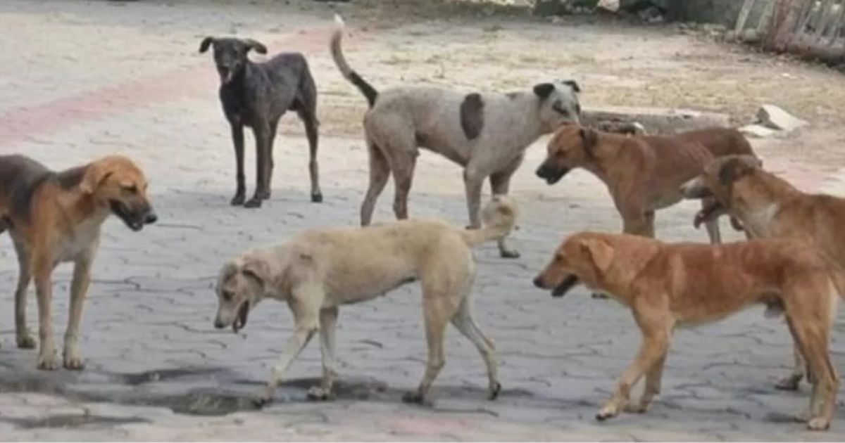 आवारा कुत्तों की समस्या अब सुप्रीम कोर्ट के दरवाज़े पर