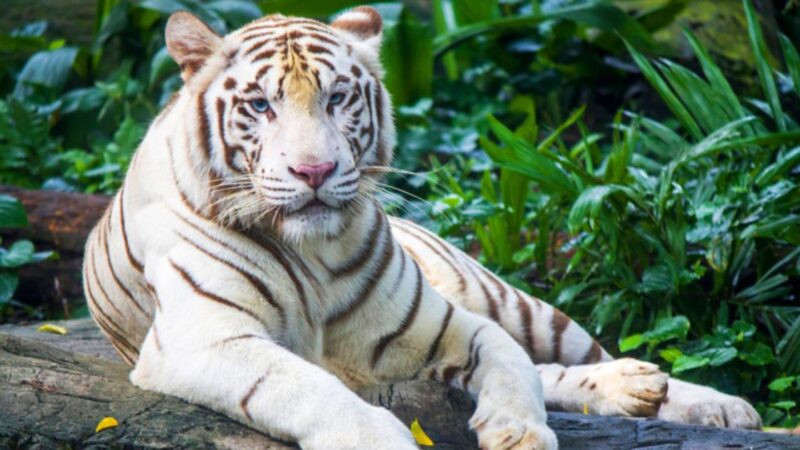 जीबी पंत यूनिवर्सिटी और सेंट पीटर्सबर्ग यूनिवर्सिटी मिलकर बनाएंगे सफेद बाघ का क्लोन