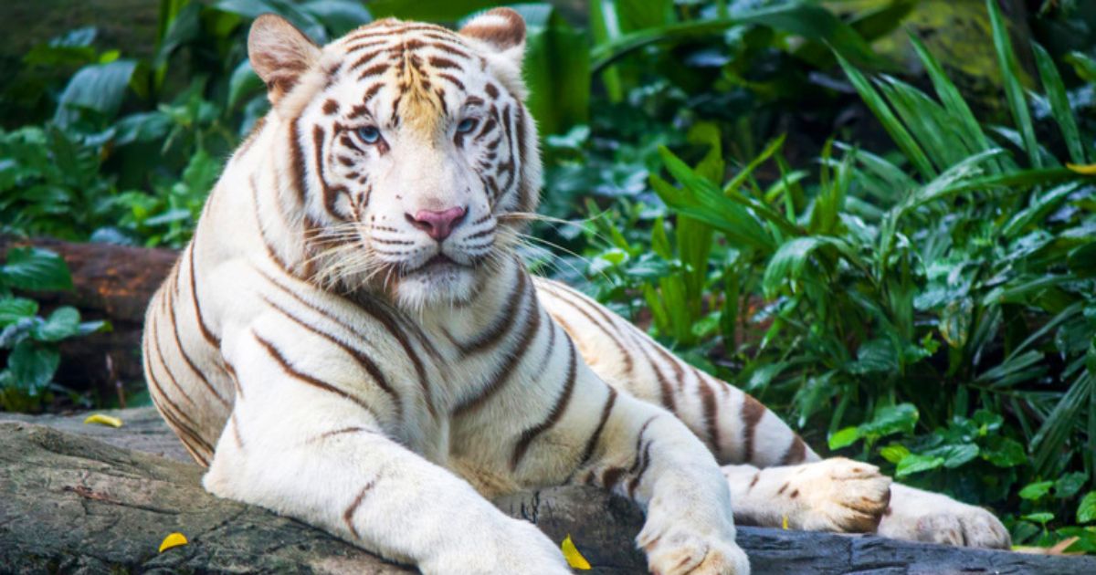 जीबी पंत यूनिवर्सिटी और सेंट पीटर्सबर्ग यूनिवर्सिटी मिलकर बनाएंगे सफेद बाघ का क्लोन