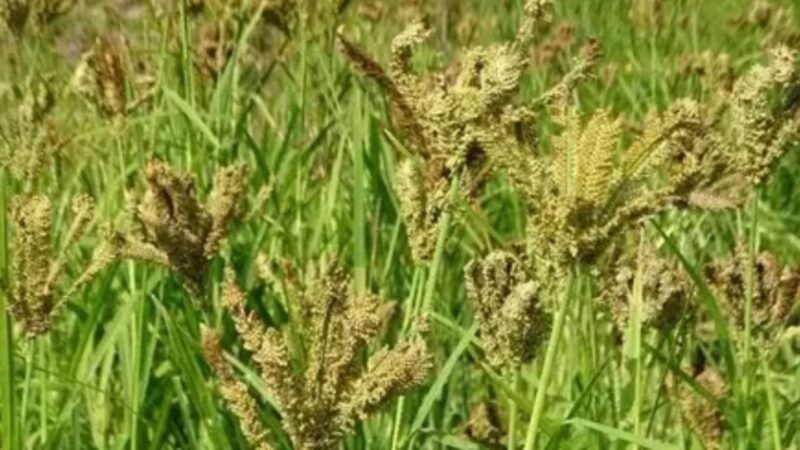 ‘लोकल टू ग्लोबल’ की ओर मंडुवा : उत्तराखंड ने बढ़ाया समर्थन मूल्य