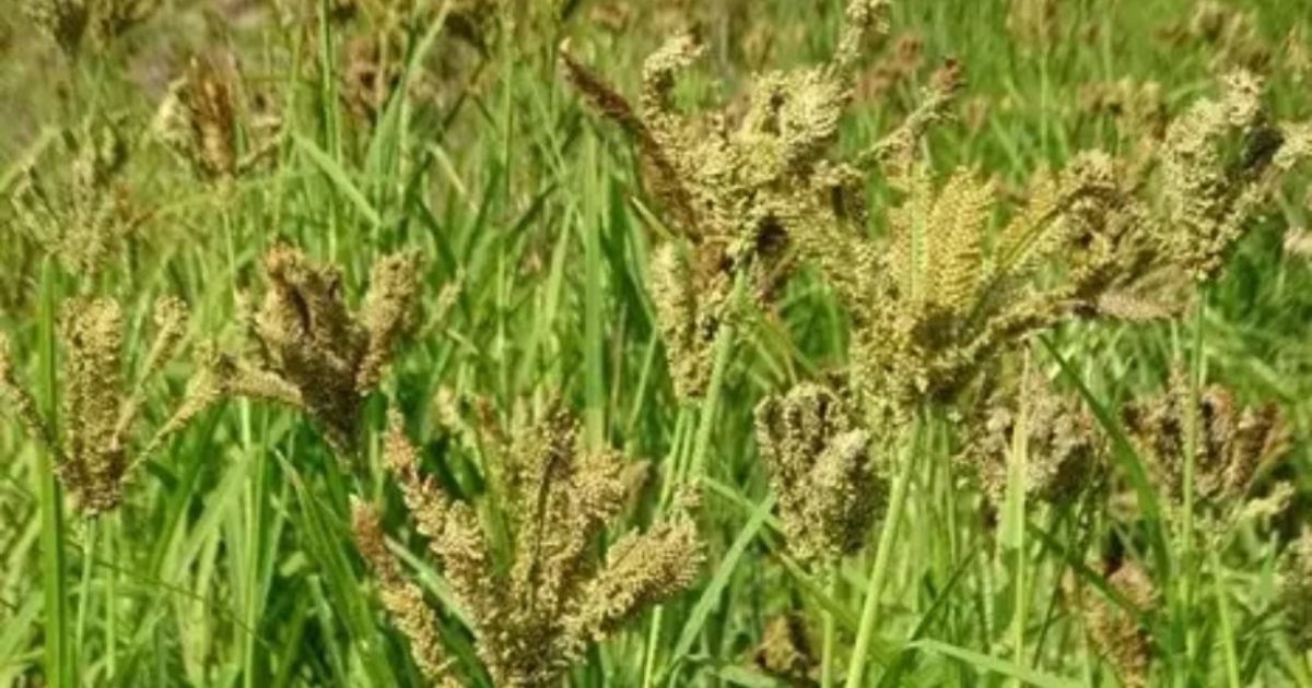 ‘लोकल टू ग्लोबल’ की ओर मंडुवा : उत्तराखंड ने बढ़ाया समर्थन मूल्य