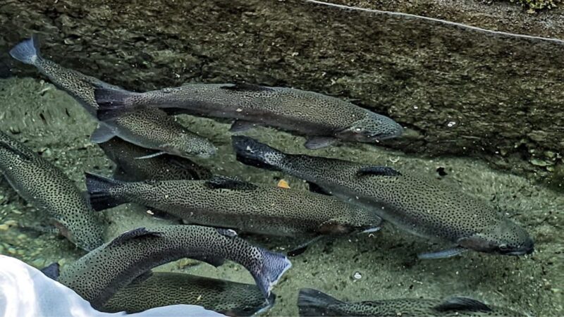 ट्राउट मछली के उत्पादन से मिल रही है नई उम्मीद
