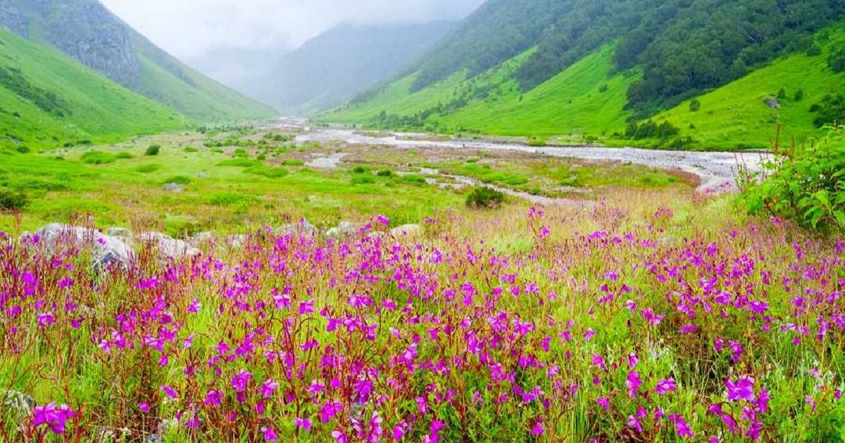 फूलों की घाटी में इस साल पर्यटकों की संख्या में आई कमी