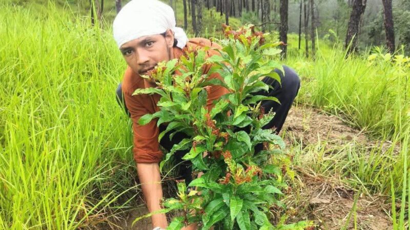 जब इंसान ने प्रकृति का साथ दिया, तो नौला फिर बह उठा