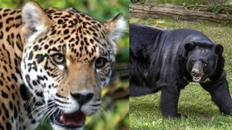 उत्तराखंड में बढ़ता मानव-वन्यजीव टकराव