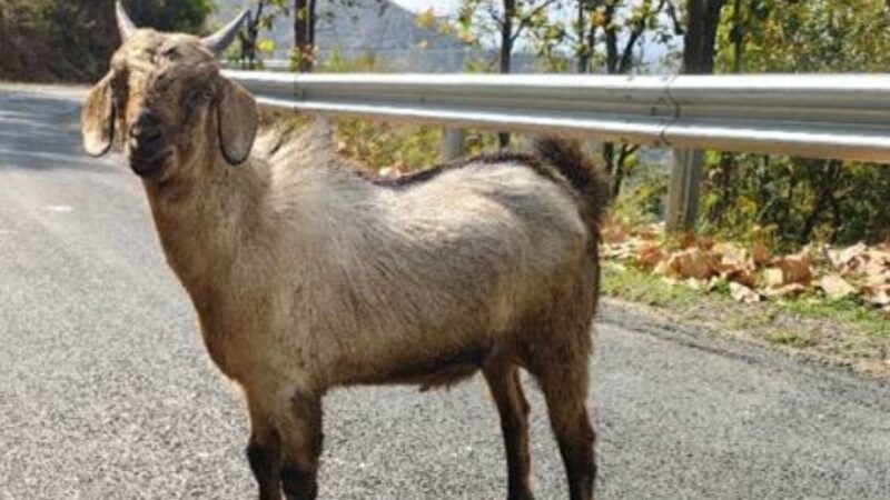 उत्तराखंड में विकसित हुई उदयपुरी बकरी की नई नस्ल
