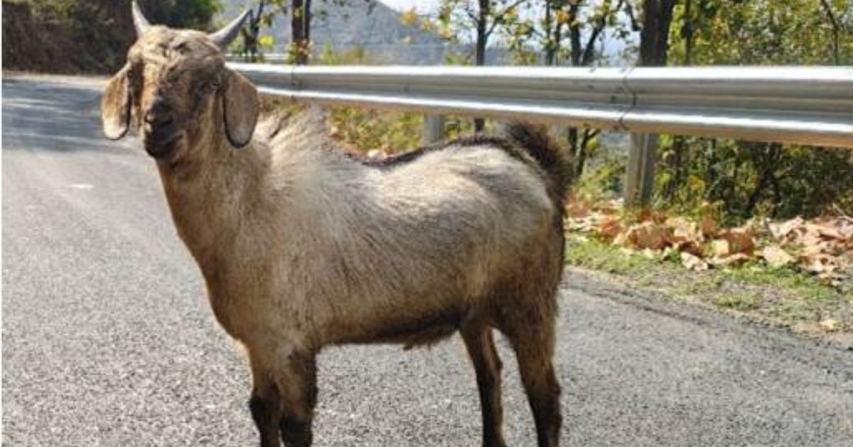 उत्तराखंड में विकसित हुई उदयपुरी बकरी की नई नस्ल