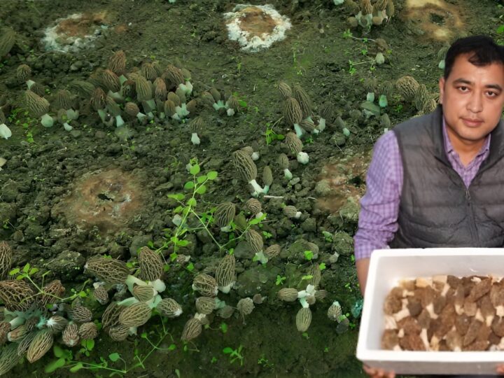 युवाओं के लिए मिसाल: गुच्छी मशरूम खेती में नवीन पटवाल की उपलब्धि