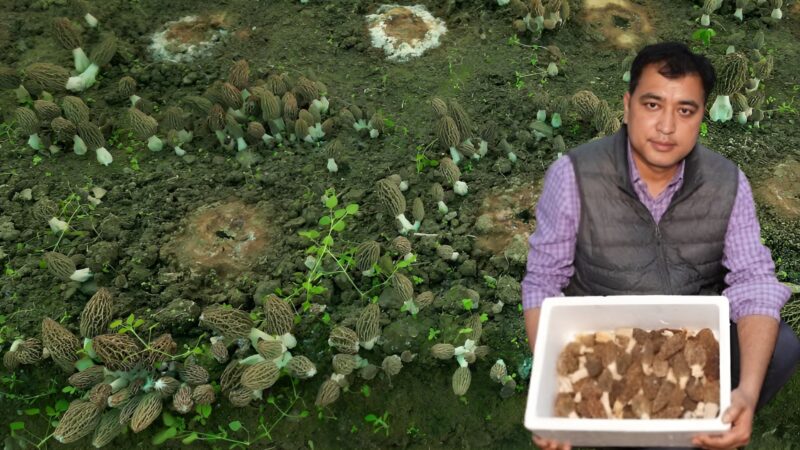 युवाओं के लिए मिसाल: गुच्छी मशरूम खेती में नवीन पटवाल की उपलब्धि