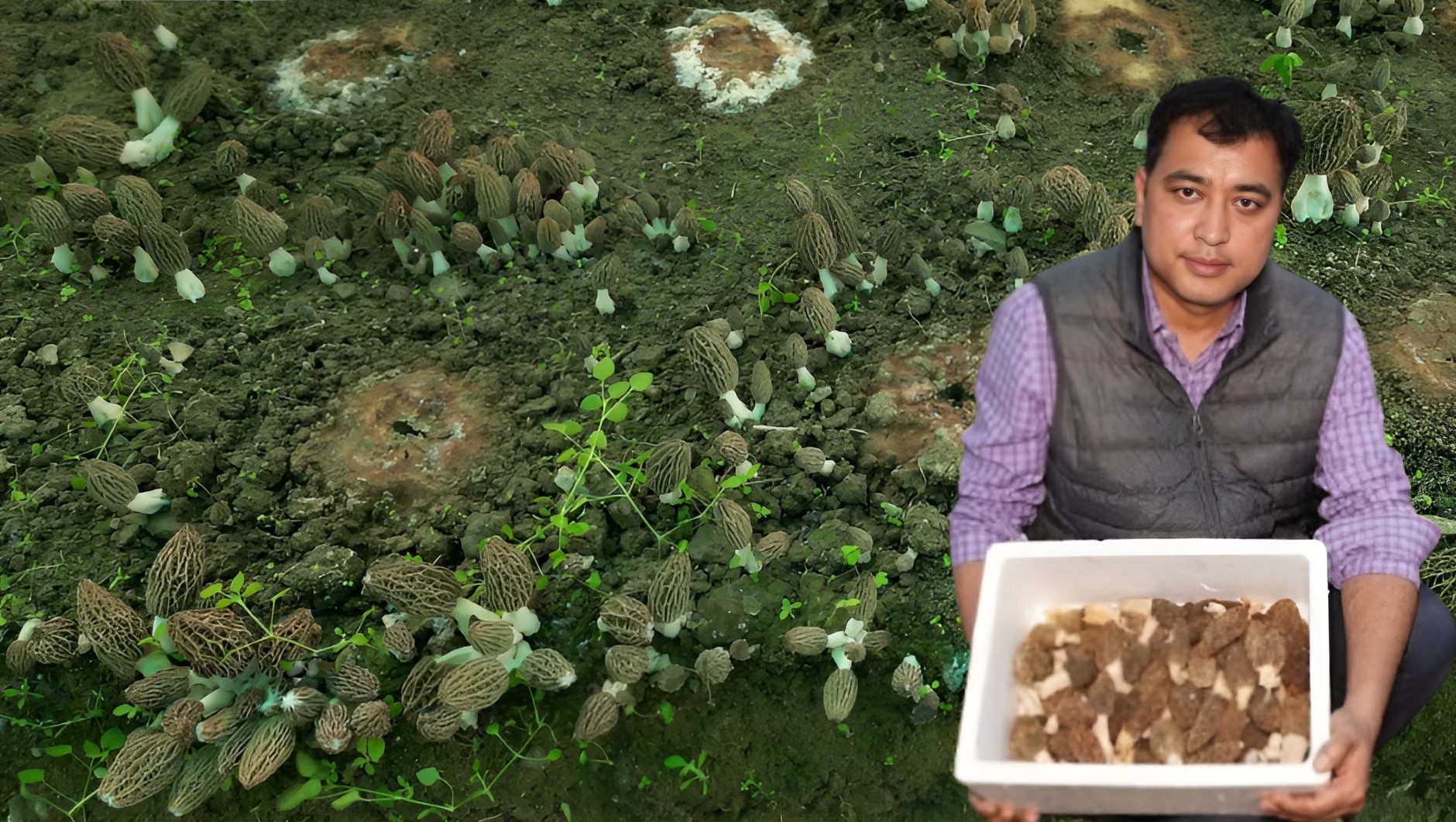 युवाओं के लिए मिसाल: गुच्छी मशरूम खेती में नवीन पटवाल की उपलब्धि