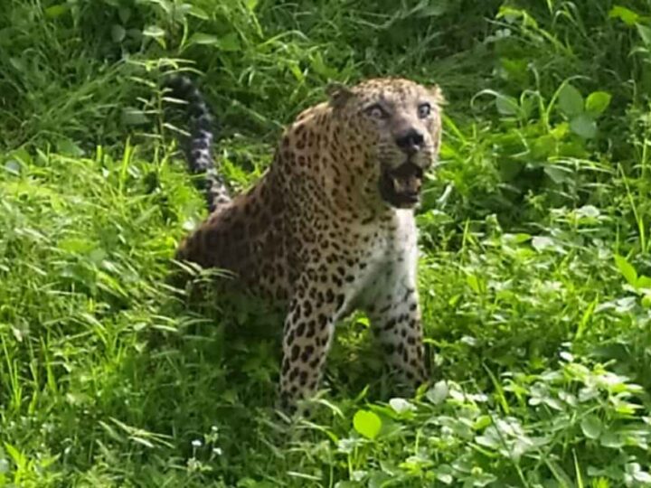 उत्तराखंड के जंगलों में गुलदार की संख्या में चार गुना बढ़ोतरी, गांवों में बढ़ रहा है खतरा