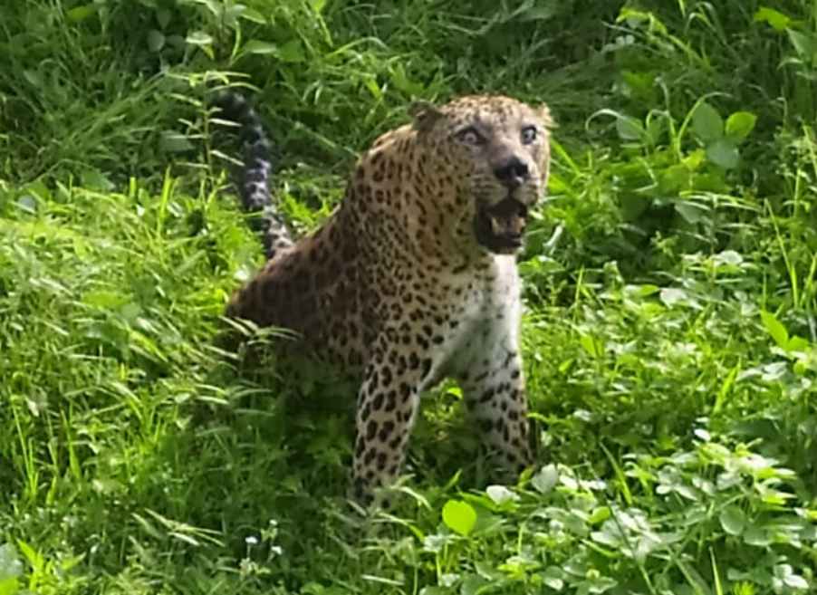 उत्तराखंड के जंगलों में गुलदार की संख्या में चार गुना बढ़ोतरी, गांवों में बढ़ रहा है खतरा