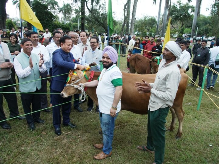 पंतनगर किसान मेले में जम्बी भल्ला की गाभिन जर्सी गाय बनी सर्वोत्तम पशु