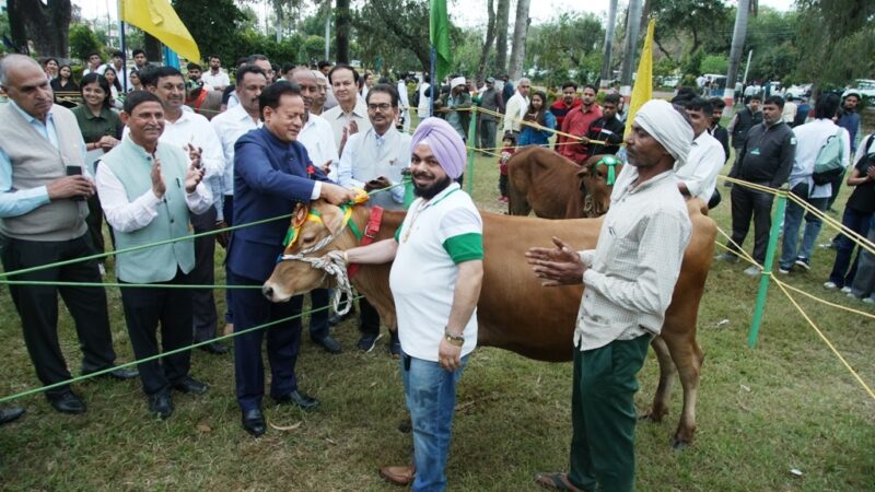 पंतनगर किसान मेले में जम्बी भल्ला की गाभिन जर्सी गाय बनी सर्वोत्तम पशु