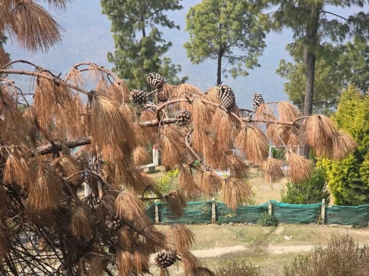 पिरुल से रोजगार तक: चीड़ के पेड़ों से जुड़ी संभावनाएं