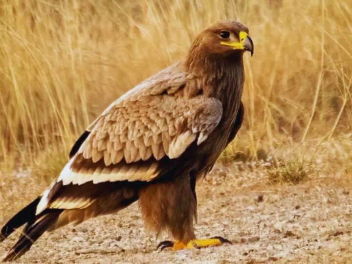 हिमालय की वादियों में दुर्लभ स्टेपी ईगल का हुआ दीदार