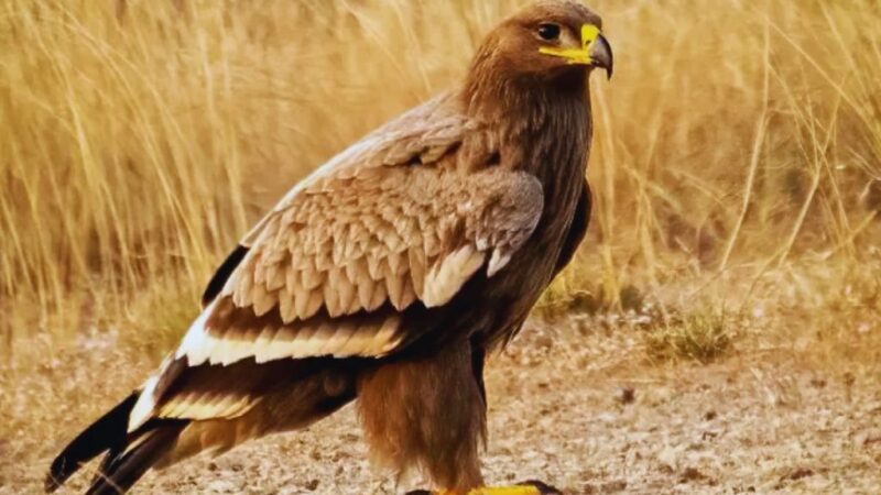 हिमालय की वादियों में दुर्लभ स्टेपी ईगल का हुआ दीदार