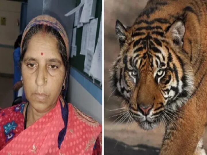 सास को बचाने के लिए बाघ से भिड़ गई बहू, साहस से टला बड़ा हादसा