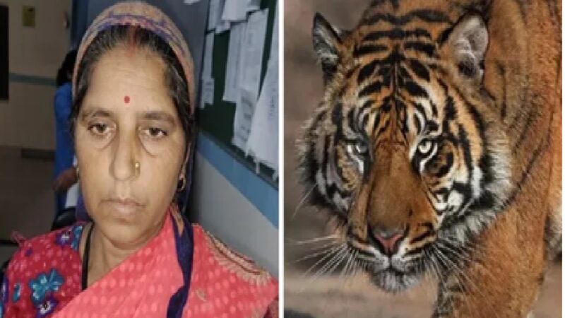 सास को बचाने के लिए बाघ से भिड़ गई बहू, साहस से टला बड़ा हादसा