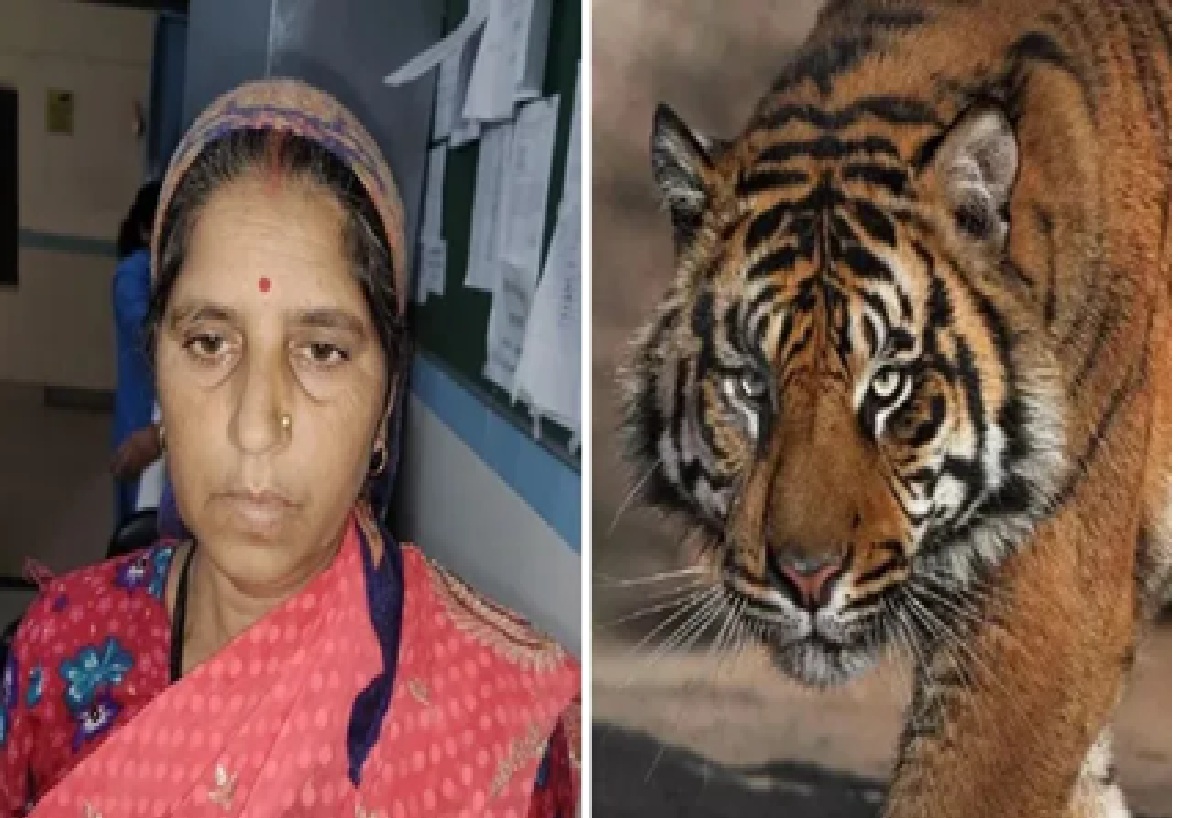 सास को बचाने के लिए बाघ से भिड़ गई बहू, साहस से टला बड़ा हादसा