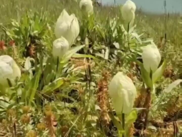 चारों तरफ ब्रह्मकमल ही ब्रह्मकमल, नंदी कुंड में बिखरी स्वर्ग जैसी छटा