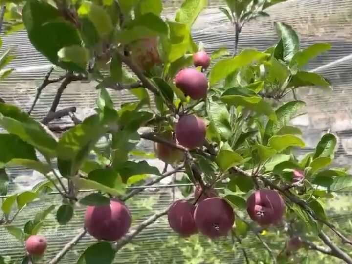 उद्यान योजनाओं से छह वर्षों में 30,286 लाभार्थियों तक पहुंचा बागवानी का लाभ