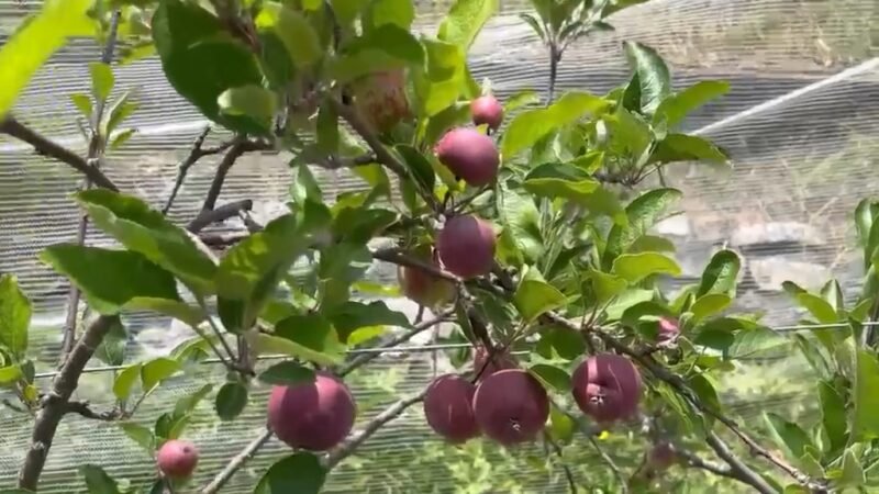 उद्यान योजनाओं से छह वर्षों में 30,286 लाभार्थियों तक पहुंचा बागवानी का लाभ