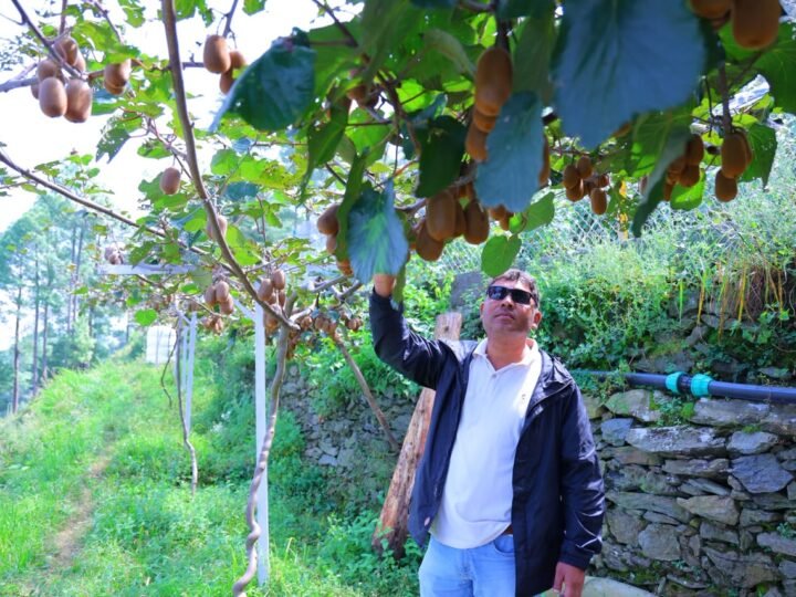 विदेश की नौकरी छोड़ गांव लौटे दीपक, 30 नाली में खड़ा किया कीवी का फार्म